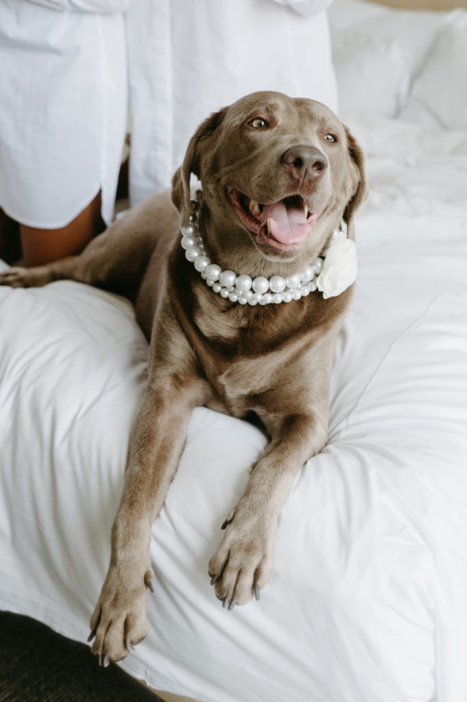 A dog wearing a pearl collar on a wedding day